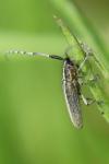 Agapanthia