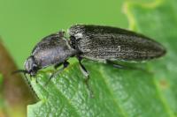 Cidnopus pilosus