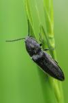 Cidnopus pilosus