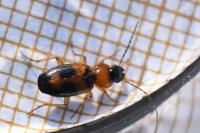 Badister bullatus