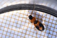 Badister bullatus