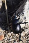 Timarcha tenebricosa