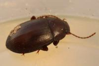 Nalassus laevioctostriatus