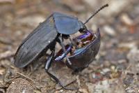 Silpha carinata