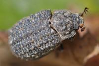 Trox sabulosus