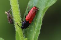 Ampedus