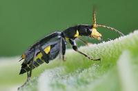 Clanoptilus elegans