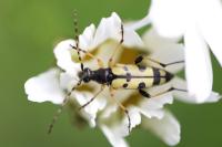 Rutpela maculata