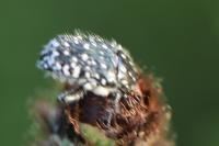 Oxythyrea funesta