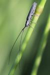 Calamobius filum