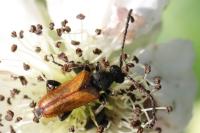 Pseudovadonia livida
