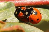 Coccinella septempunctata