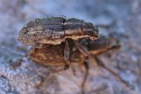 Sitona humeralis