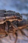 Sitona humeralis