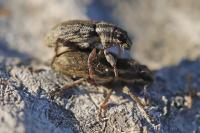 Sitona humeralis