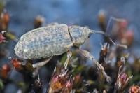 Dorytomus