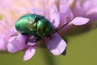 Cryptocephalus