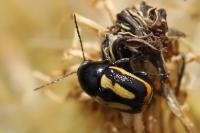 Cryptocephalus vittatus