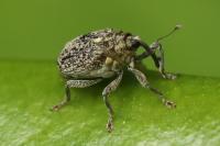 Ceutorhynchus pallidactylus