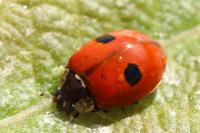 Adalia bipunctata