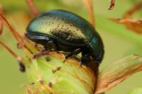 Chrysolina hyperici