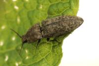 Agrypnus murinus
