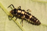 Propylea quatuordecimpunctata