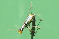 Clanoptilus elegans