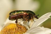 Cetonia aurata