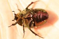 Cetonia aurata