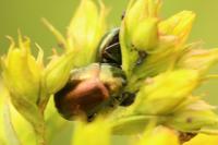 Chrysolina hyperici