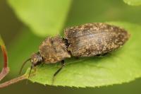 Agrypnus murinus