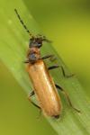 Rhagonycha nigriventris