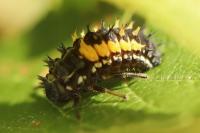 Harmonia axyridis