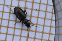 Syntomus obscuroguttatus