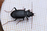 Nebria