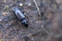 Syntomus obscuroguttatus