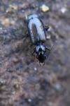 Syntomus obscuroguttatus
