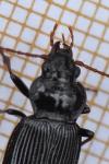 Nebria