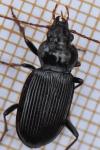 Nebria
