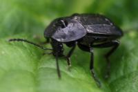 Phosphuga atrata