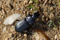 Pterostichus melanarius