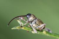 Curculio glandium