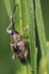 Curculio glandium
