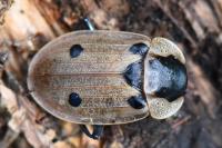 Dendroxena quadrimaculata