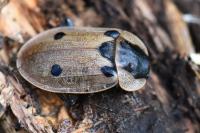 Dendroxena quadrimaculata