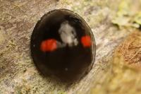 Chilocorus renipustulatus