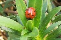 Coccinella septempunctata