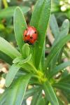 Coccinella septempunctata