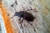 Carabus nemoralis